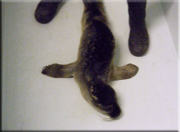 Katy is very skinny when she first came in, but is progressing very well