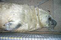 Koko in the transport cage sleepy on arrival here at the sanctuary - photo was taken on 9th October 2006 by Rachael Vine