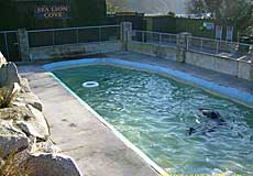 Rocky's last swim in his old pool