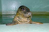 Lauren (Bacall), rescued grey seal pup