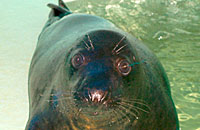 Lenny, rescued common seal pup - Photo taken by Heather