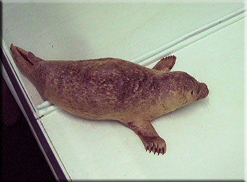 Linda has a lot of cuts and wounds on her underside, you can see a wound on her right flipper here