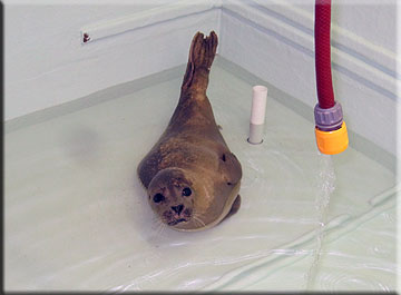 Linda enjoying a nice clean bath after her wounds are cleaned!