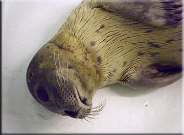 Lisa snoozing just after her feed