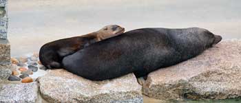 Love is... Mika and Chaff, This photo was taken by Al Edwards