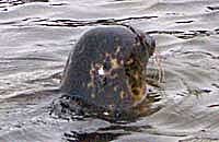 Maggie is released