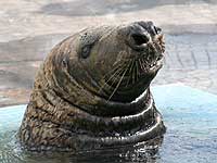 Magnus, our resident grey seals