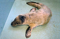 Marilyn a rescued grey seal pup
