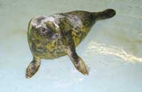 Marilyn in the weaning pool on 18th November 2005