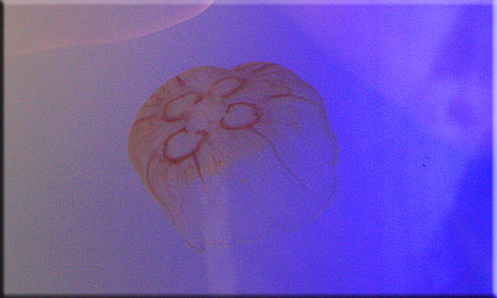 Jellyfish