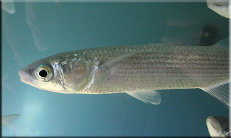 Grey Mullet
