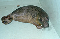 Meryl (Oberon), rescued grey seal pup
