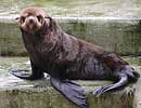Mika, our resident Fur Seal