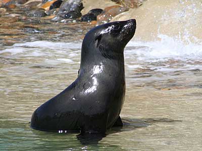 Mika, our resident Fur Seal