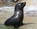 Mika, our resident Fur Seal