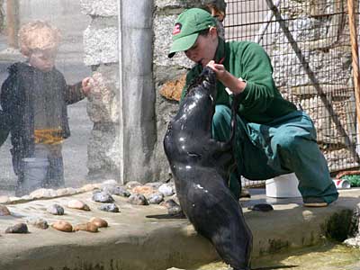 Mika, our resident Fur Seal