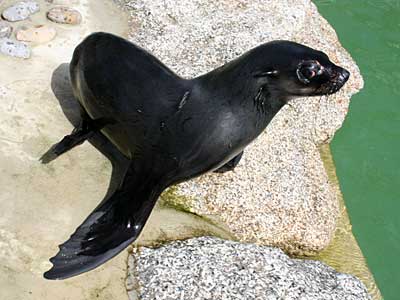 Mika, our resident Fur Seal