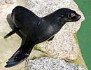 Mika, our resident Fur Seal