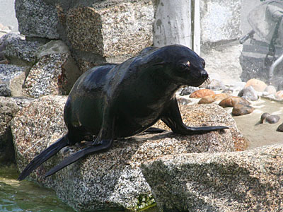 Mika, our resident Fur Seal