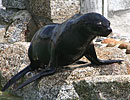 Mika, our resident Fur Seal