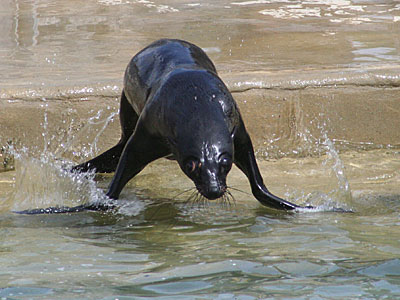 Mika, our resident Fur Seal