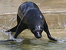 Mika, our resident Fur Seal