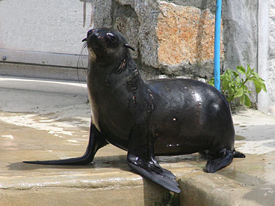 Mika, our resident Fur Seal