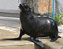 Mika, our resident Fur Seal
