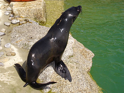 Mika, our resident Fur Seal