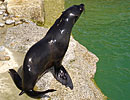 Mika, our resident Fur Seal