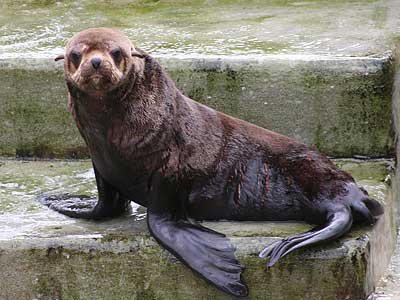 Mika, our resident Fur Seal