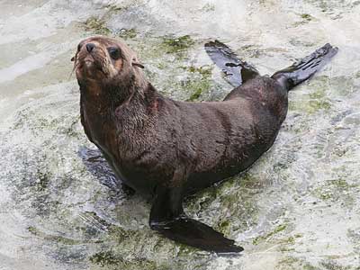 Mika, our resident Fur Seal