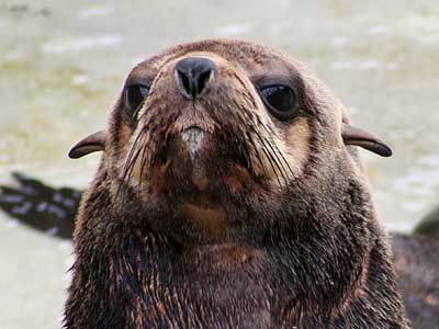 Mika, our resident Fur Seal