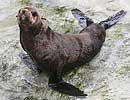 Mika, our resident Fur Seal
