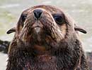 Mika, our resident Fur Seal