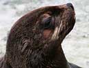 Mika, our resident Fur Seal