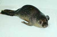 Misty, rescued common seal pup