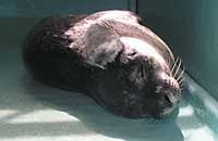 Mouse, rescued common seal pup