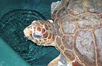 Myrtle a rescued Loggerhead Turtle