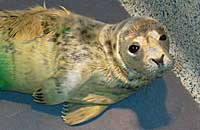 Narla in the isolation pen in the hospital - photo was taken on 20th October 2006 by Rachael Vine