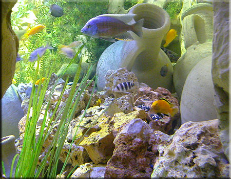 Lake Malawi and Lake Tanganyika Cichlids