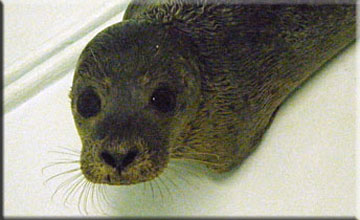 Cole, a rescued common seal pup
