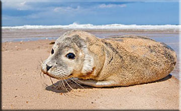 Beckham, a rescued common seal pup