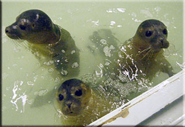 Crouch, Terry and Gerrard, rescued common seal pups