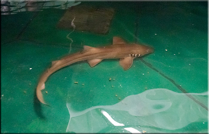 Bamboo Shark