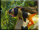 Clown Loach