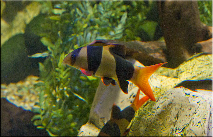 Clown Loach