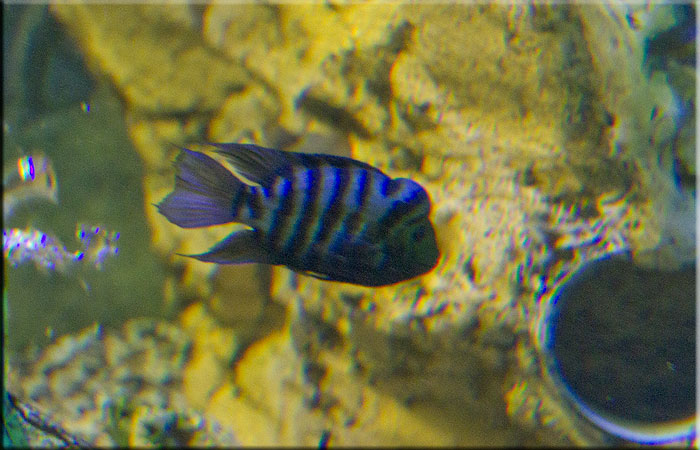 Frontosa
