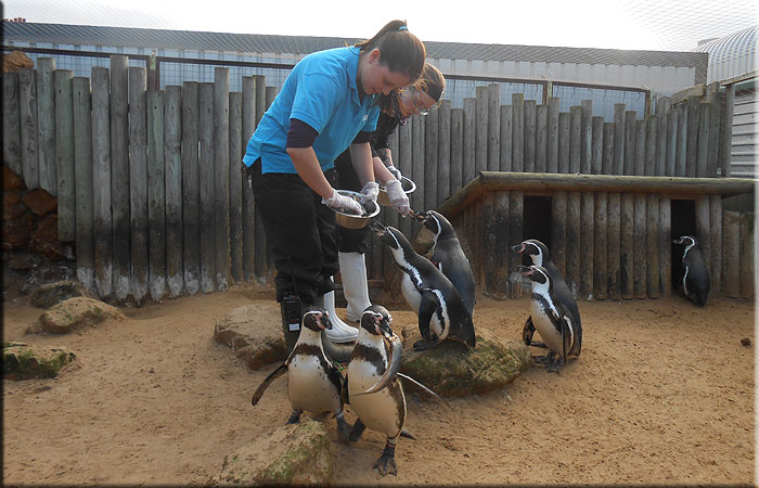 Penguins