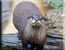 Otters